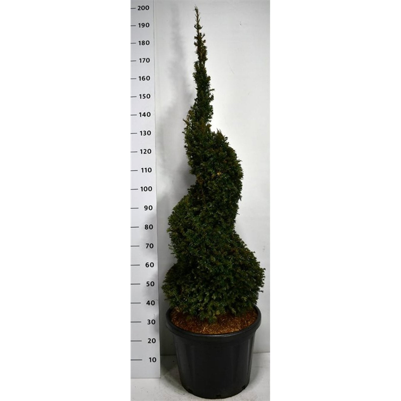Idegran – Taxus baccata - C45 125-150 cm. Spiraal
